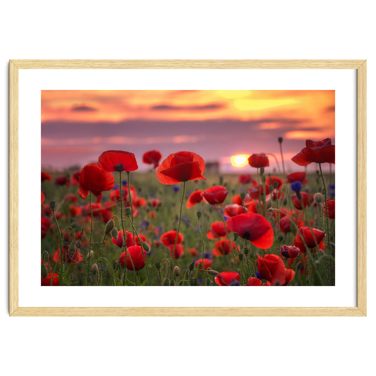 Poppies at Evening