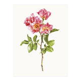 Cc Roses 02 (Print Only) thumbnail