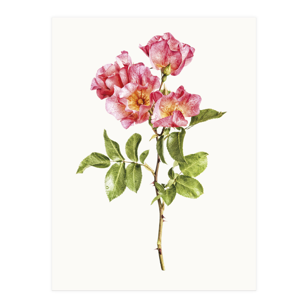 Cc Roses 02 (Print Only)