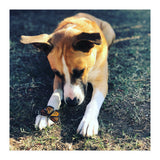 Cooper With Butterfly (Print Only) thumbnail