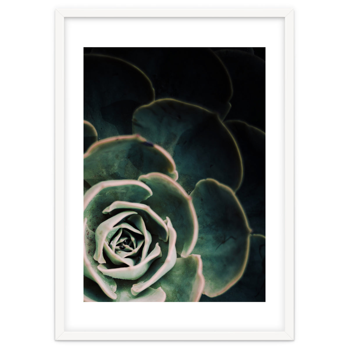 Darkside Of Succulents 4-C