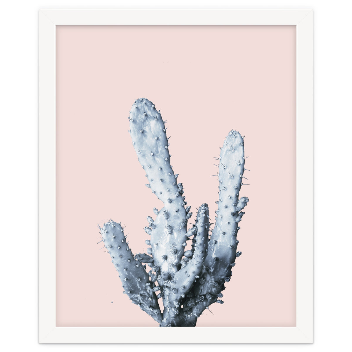 Cactus collection BL-I