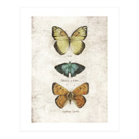 Butterflies V (Print Only)