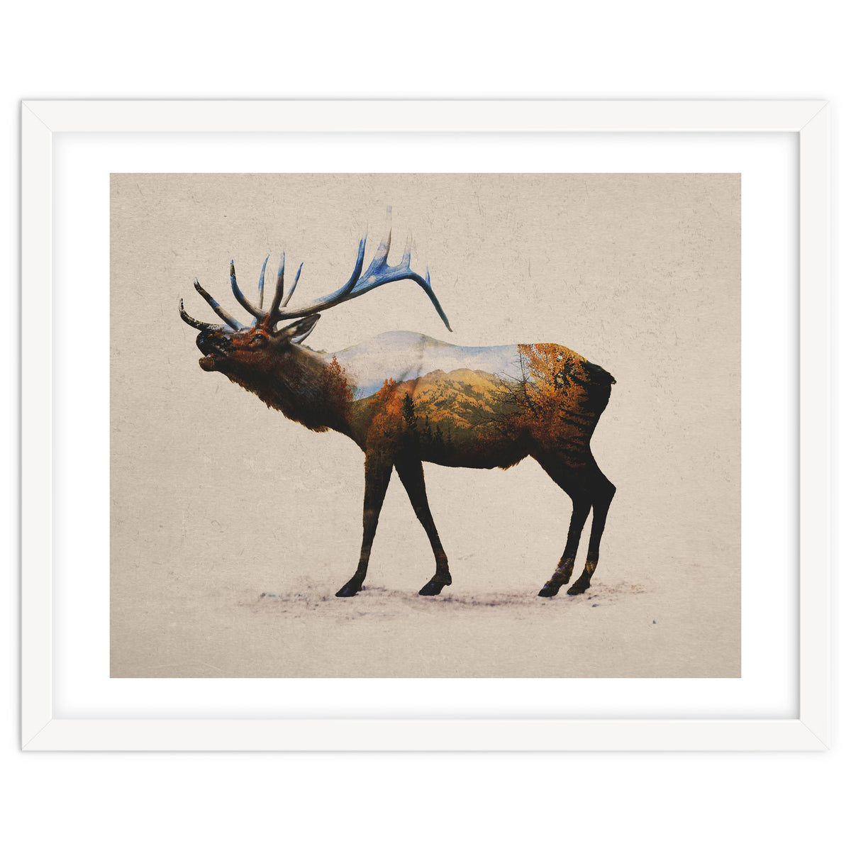 The Rocky Mountain Elk