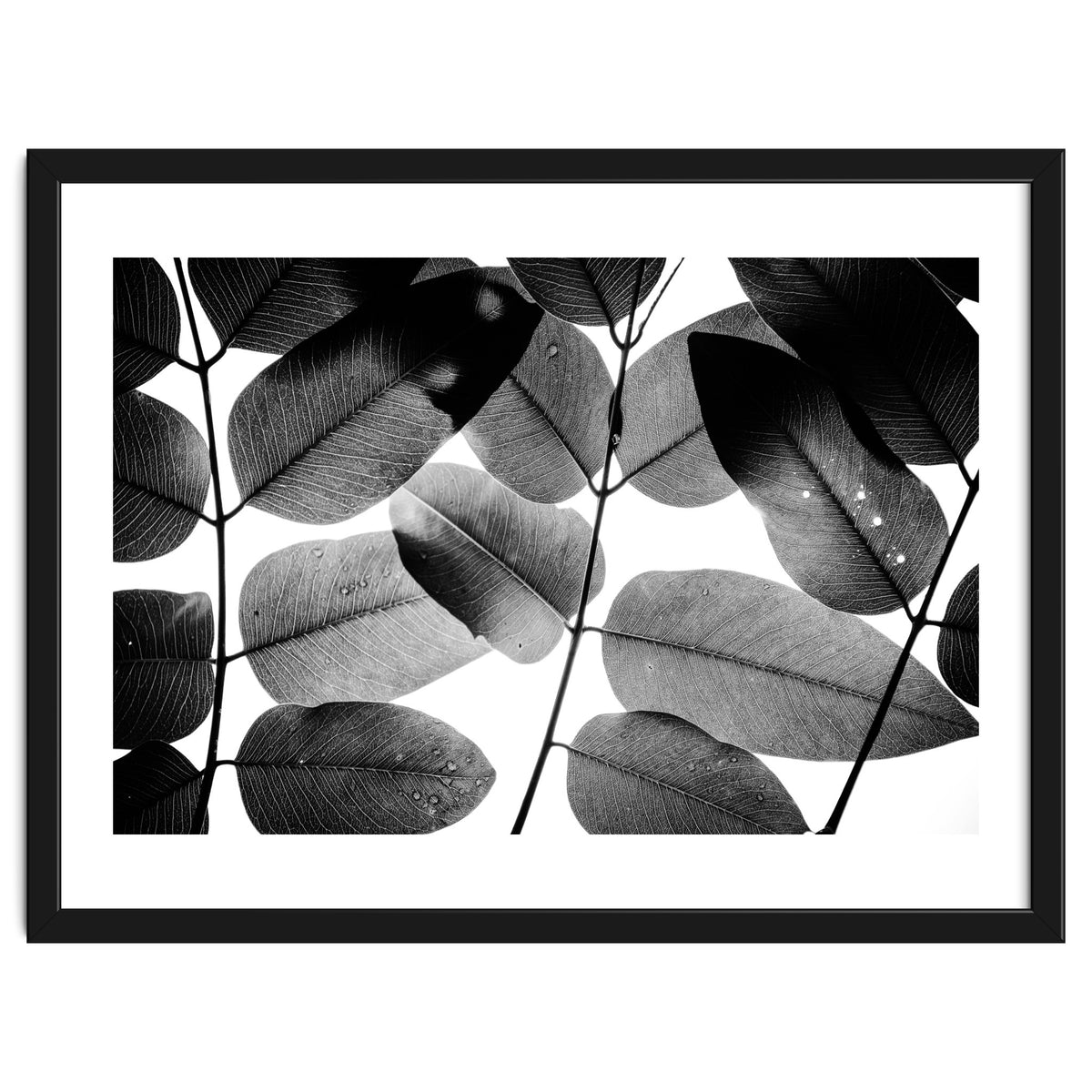 Experiments with Leaves II