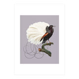 Vintage Bird Prints (Print Only) thumbnail