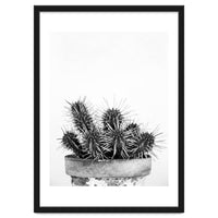 Cactus nature II
