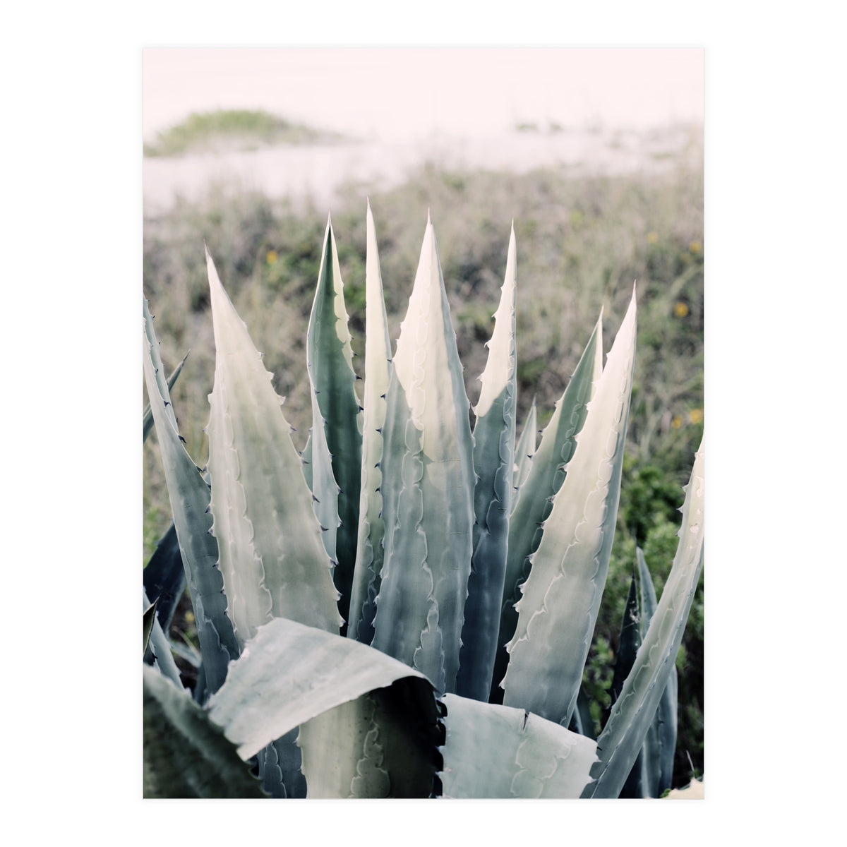 Pale Agave  (Print Only)