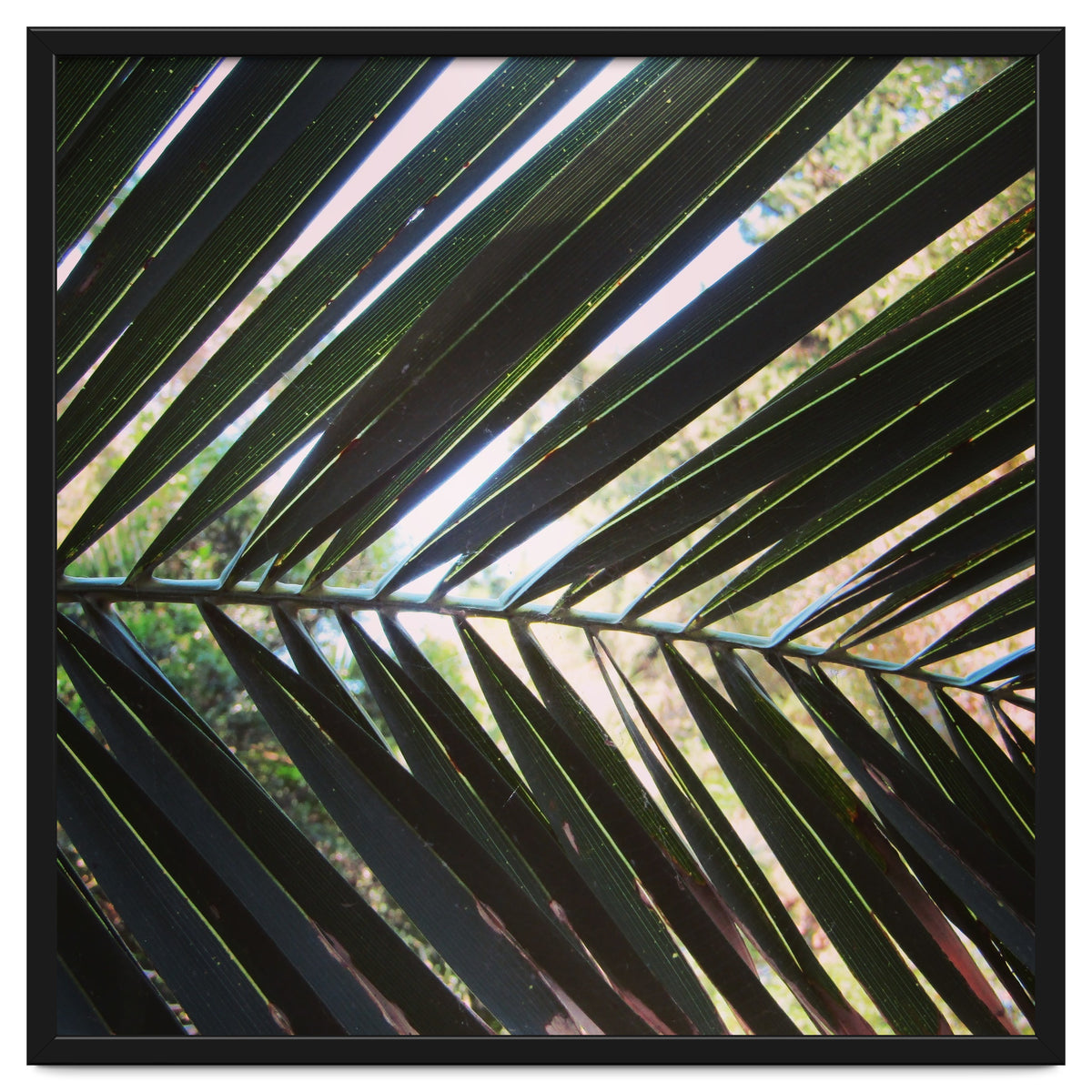 Palm leaf