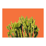 Bold Cactus (Print Only) thumbnail