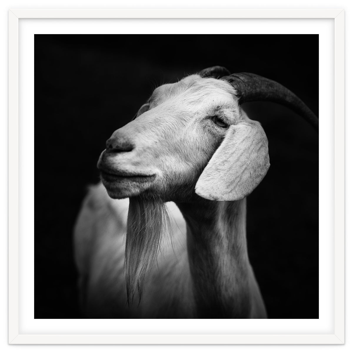 Billy Goat Adam
