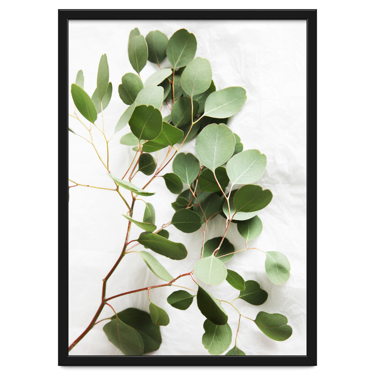 Eucalyptus