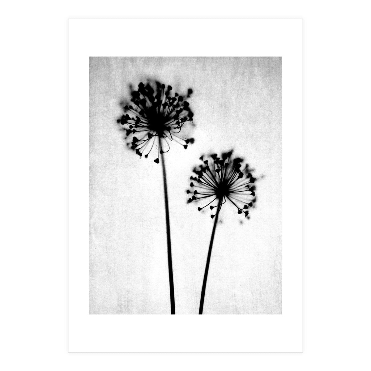 Dandelion  (Print Only)