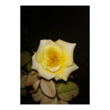 Yellow Rose (Print Only) thumbnail