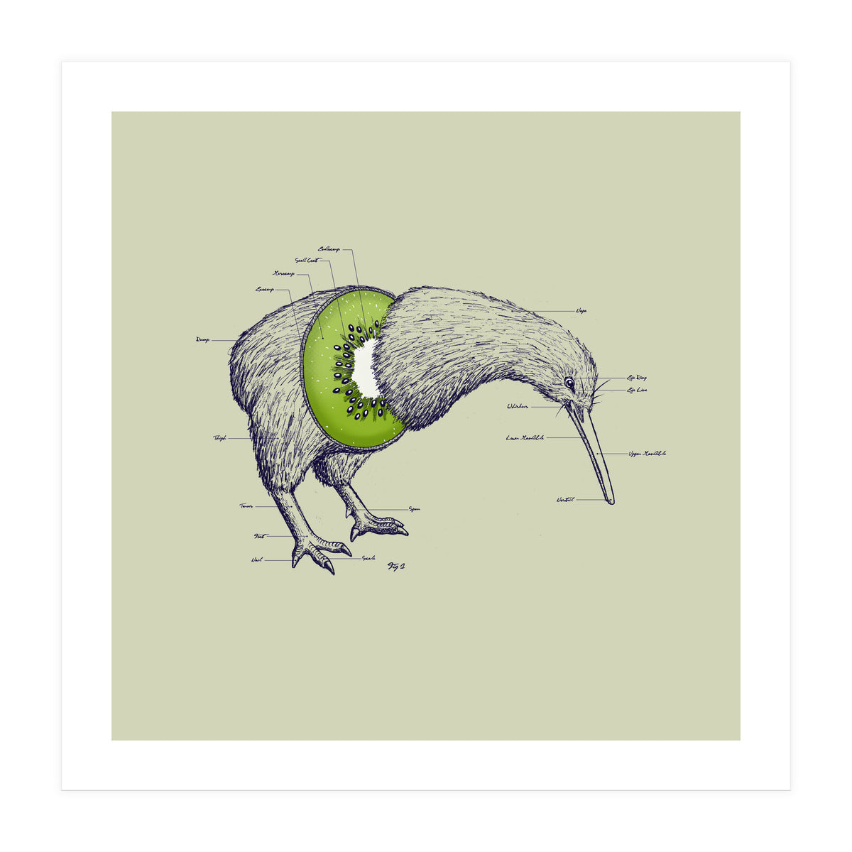 Kiwi Anatomy (Print Only)