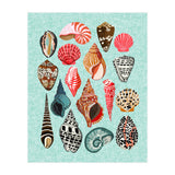 Seashells (Print Only) thumbnail