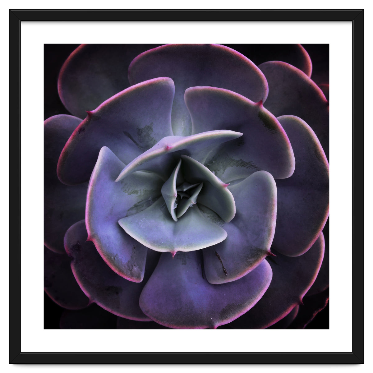 DARKSIDE OF SUCCULENTS VII