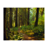 Old Growth Forest (Print Only) thumbnail