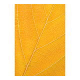 Autumn Leaf (Print Only) thumbnail