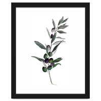 Botanical Illustration Olive