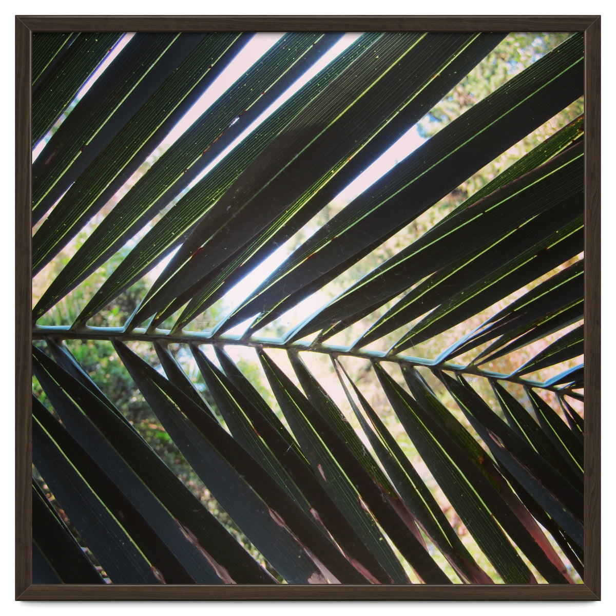 Palm leaf