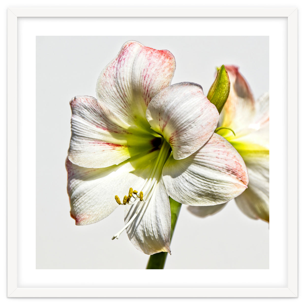 Amaryllis 1