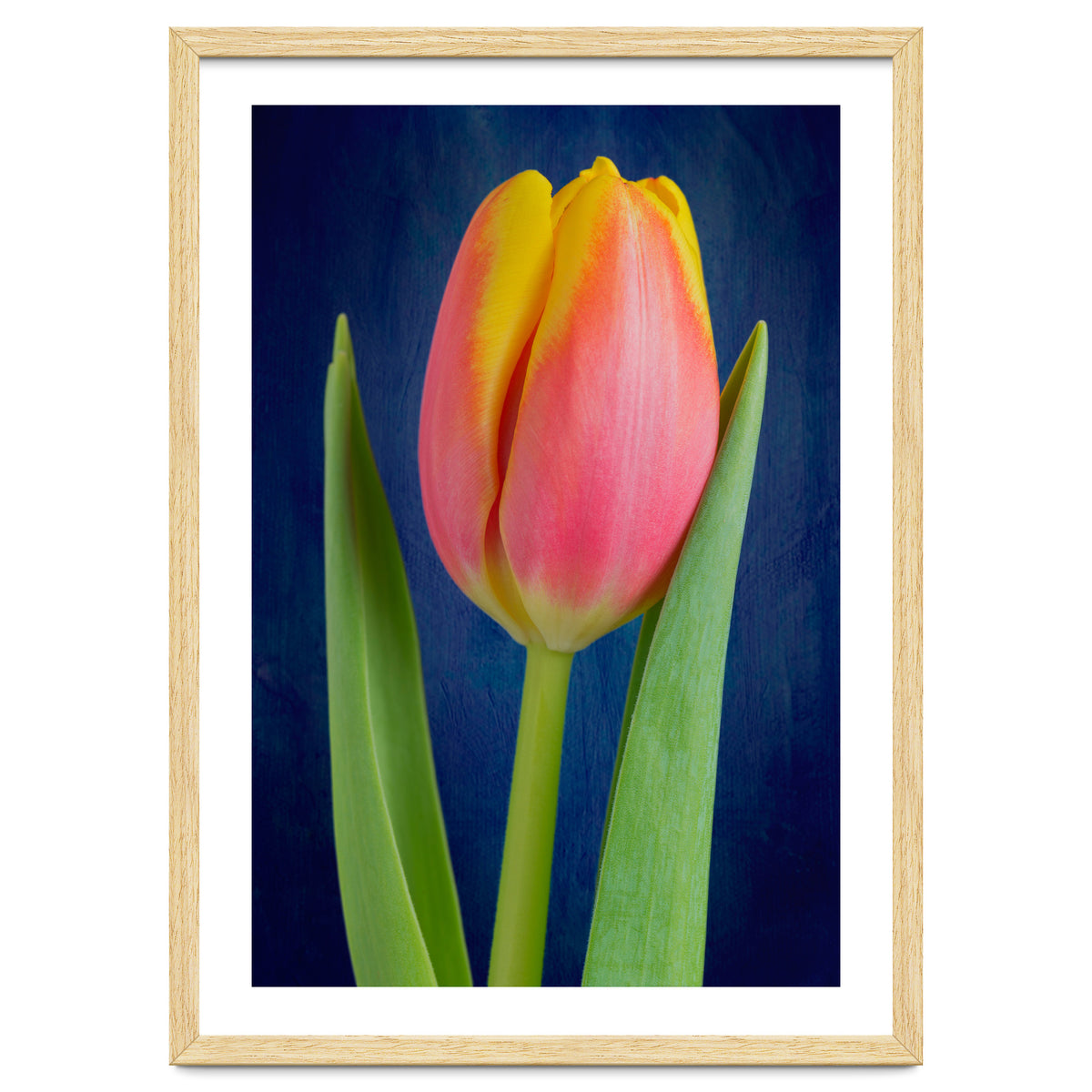 Tulip