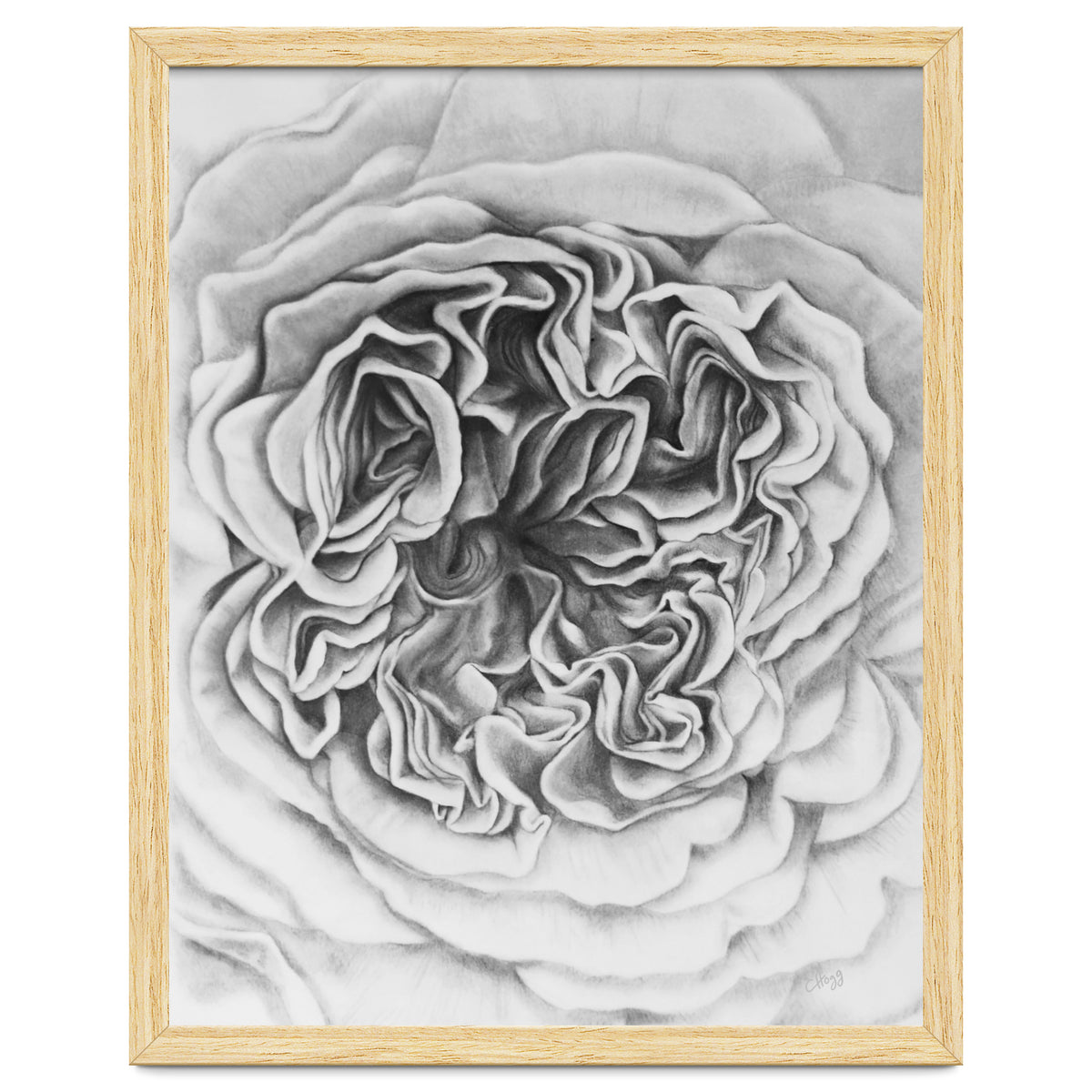 A Rose in Monochrome