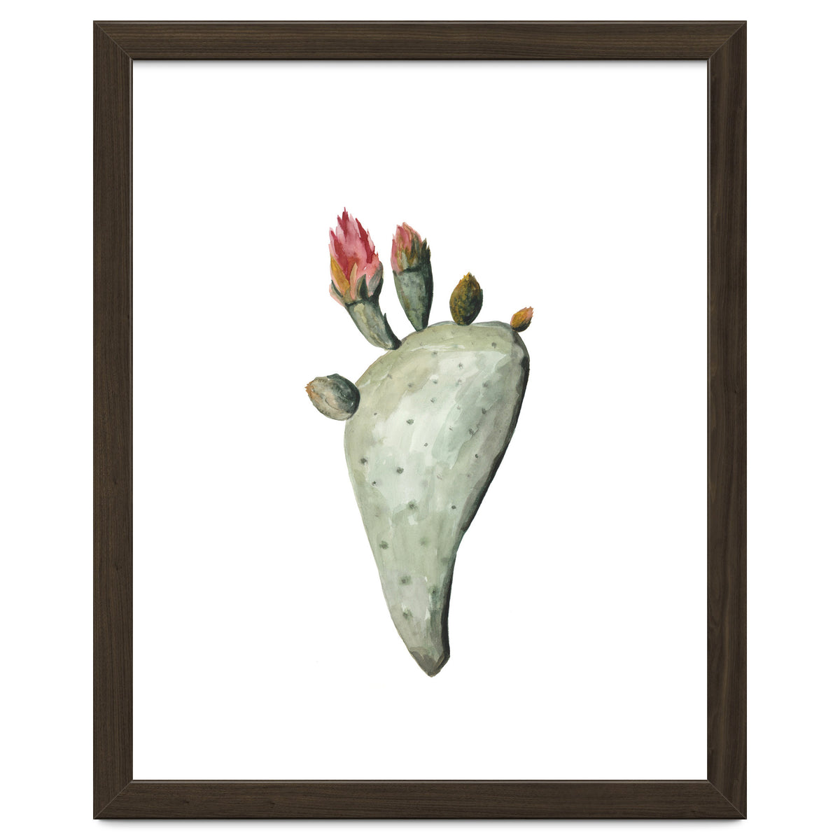 Botanical Illustration Cactus Flowers