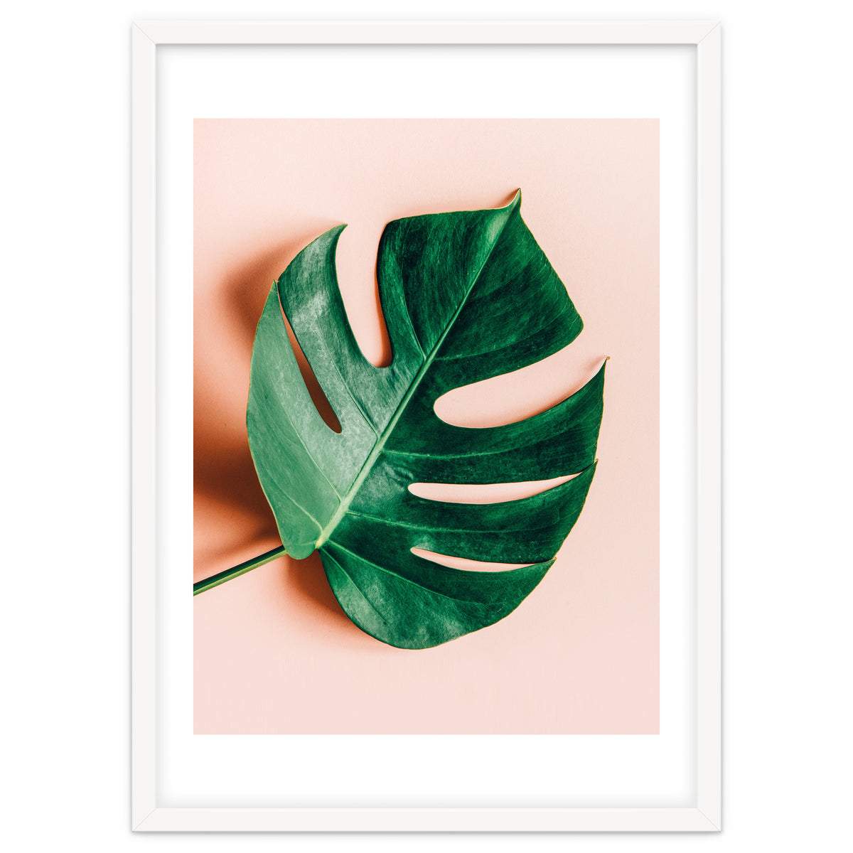 Monstera Shadow