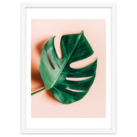 Monstera Shadow