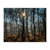 A Special Morning in Heath Warren Woods - Hampshire (Print Only) thumbnail