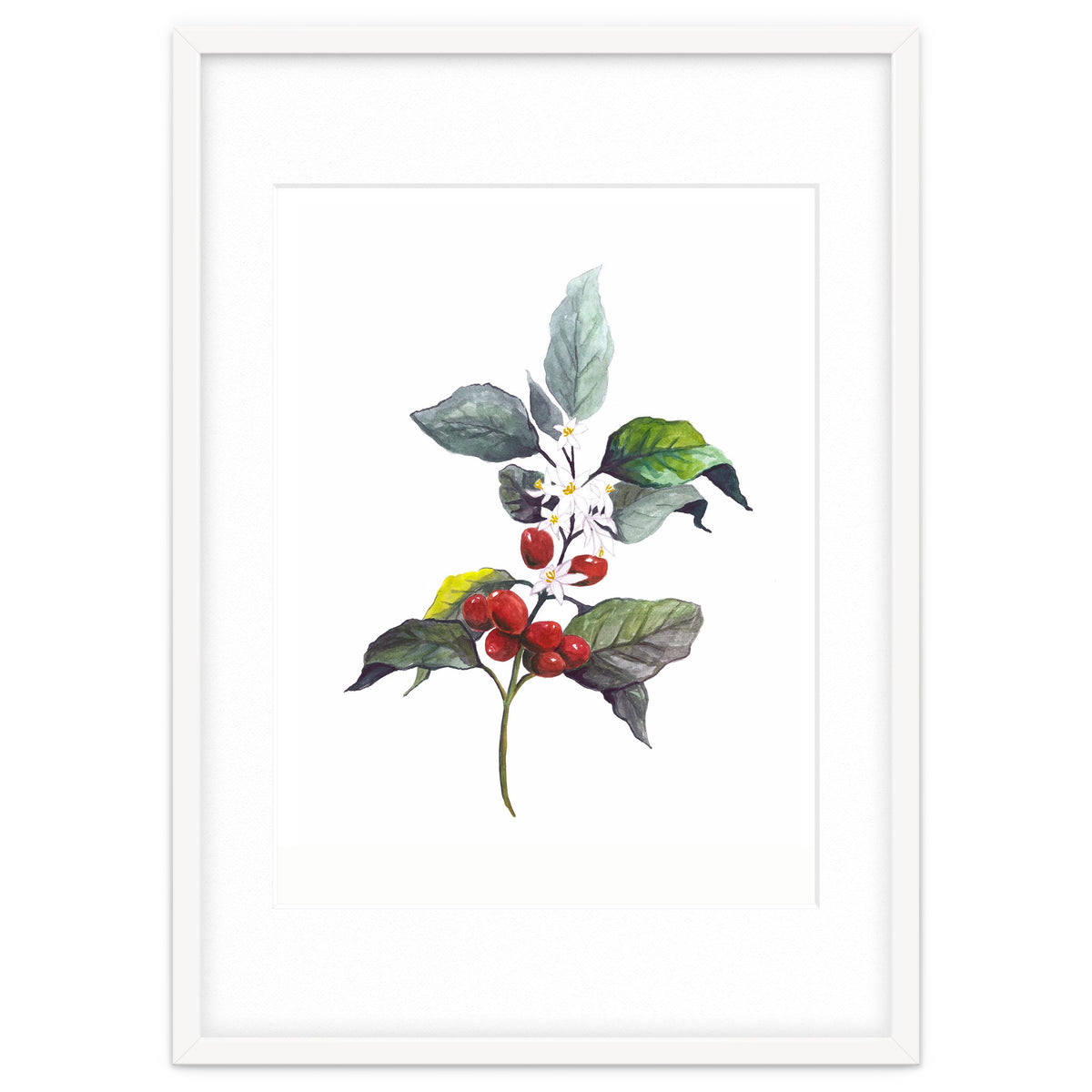 1 Botanical Illustration Kaffee Pflanze