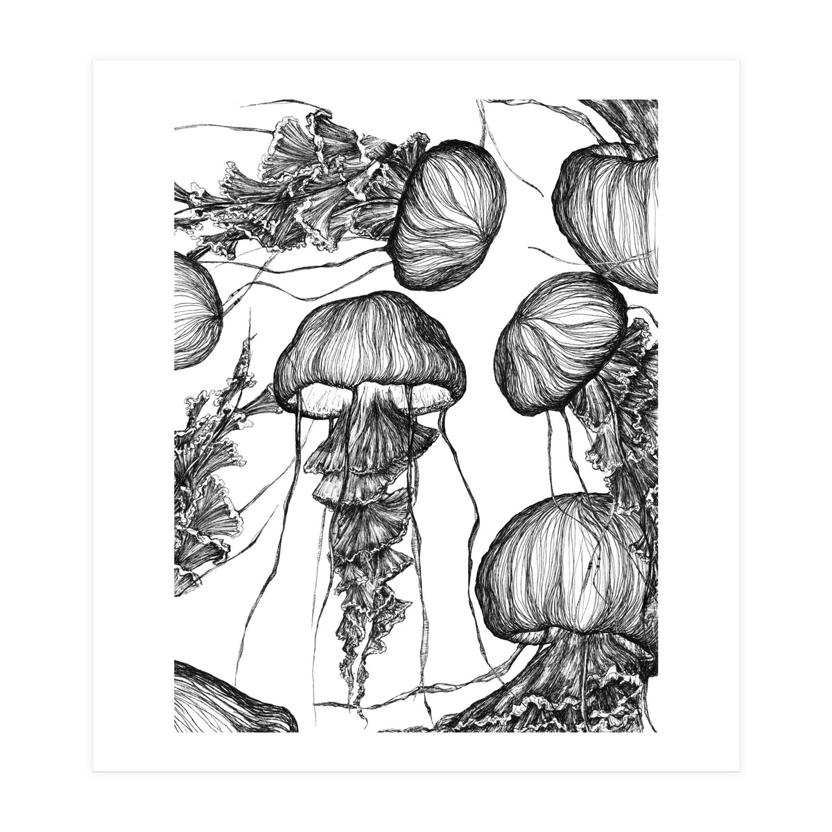 jellyfish (Print Only)