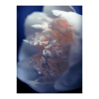 White Peony (Print Only)