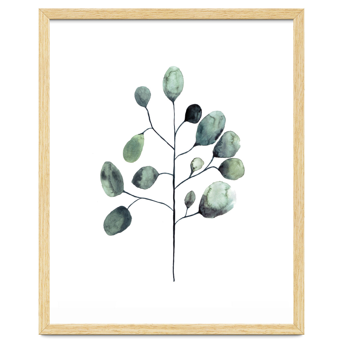 Botanical Illustration Eukalyptus