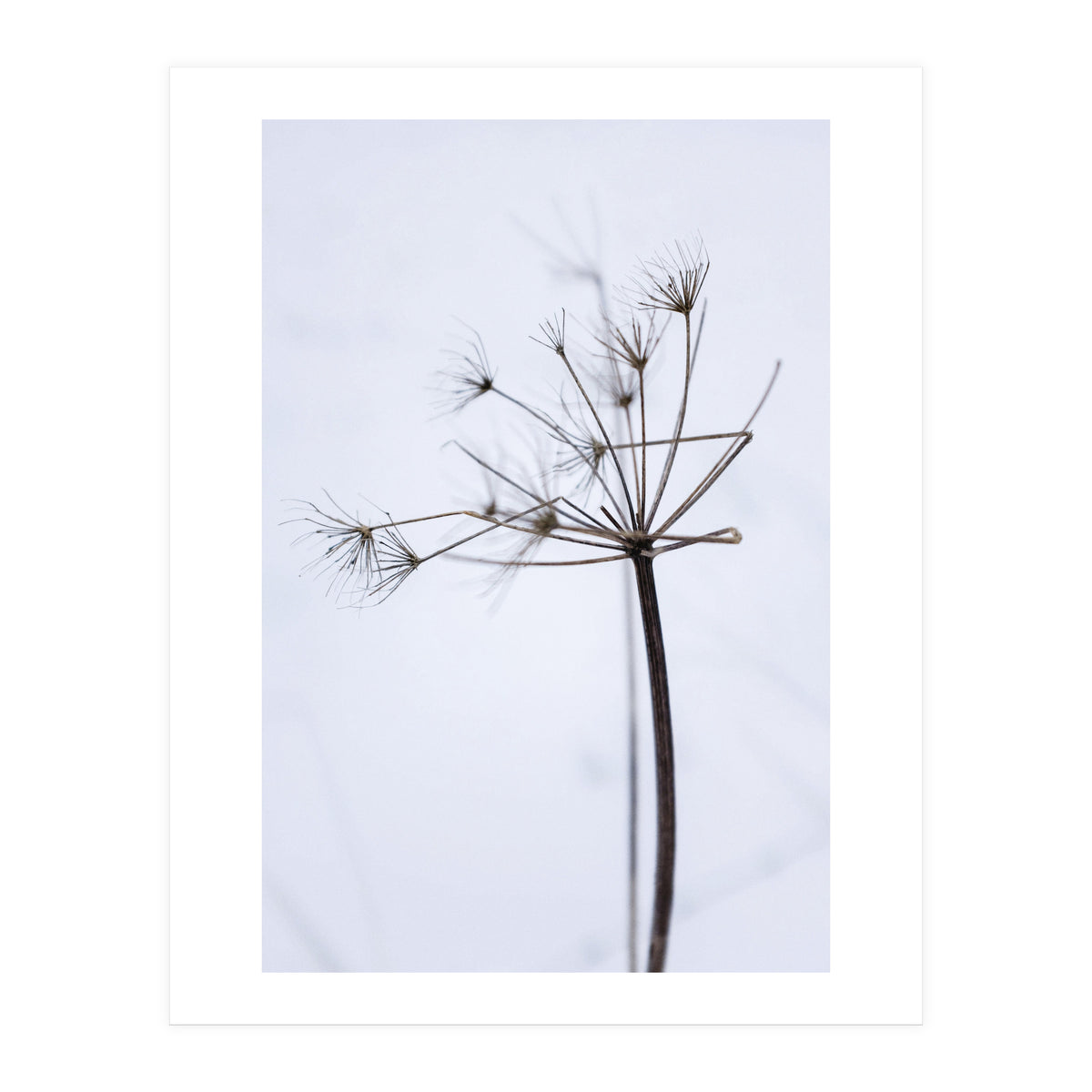 Wildflower in Winter (Print Only)