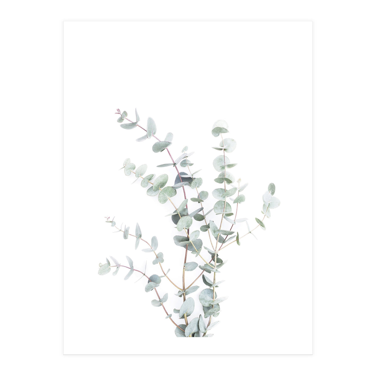 Eucalyptus Branch (Print Only)