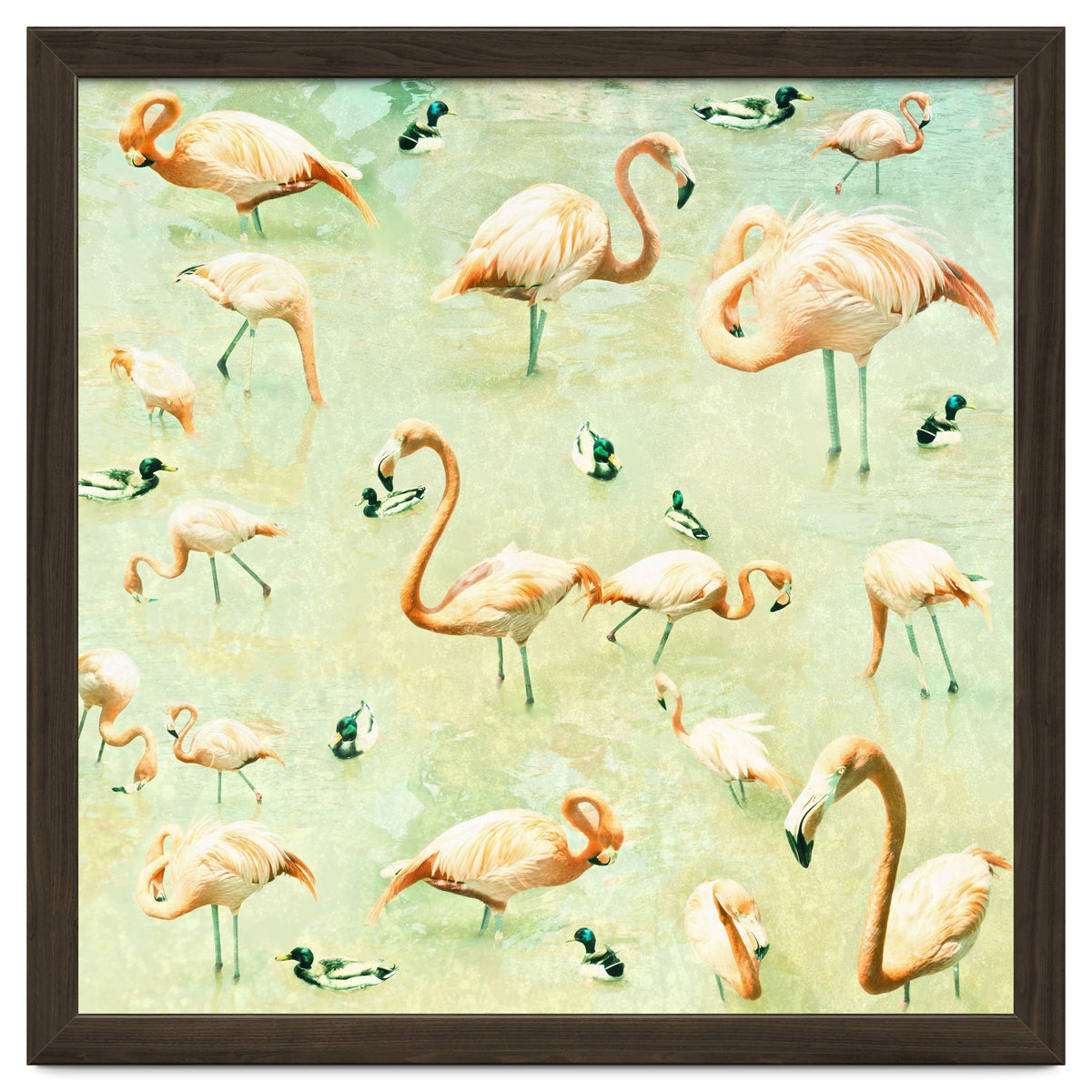 Flamingos