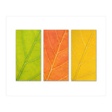 Autumn Leaves (Print Only) thumbnail
