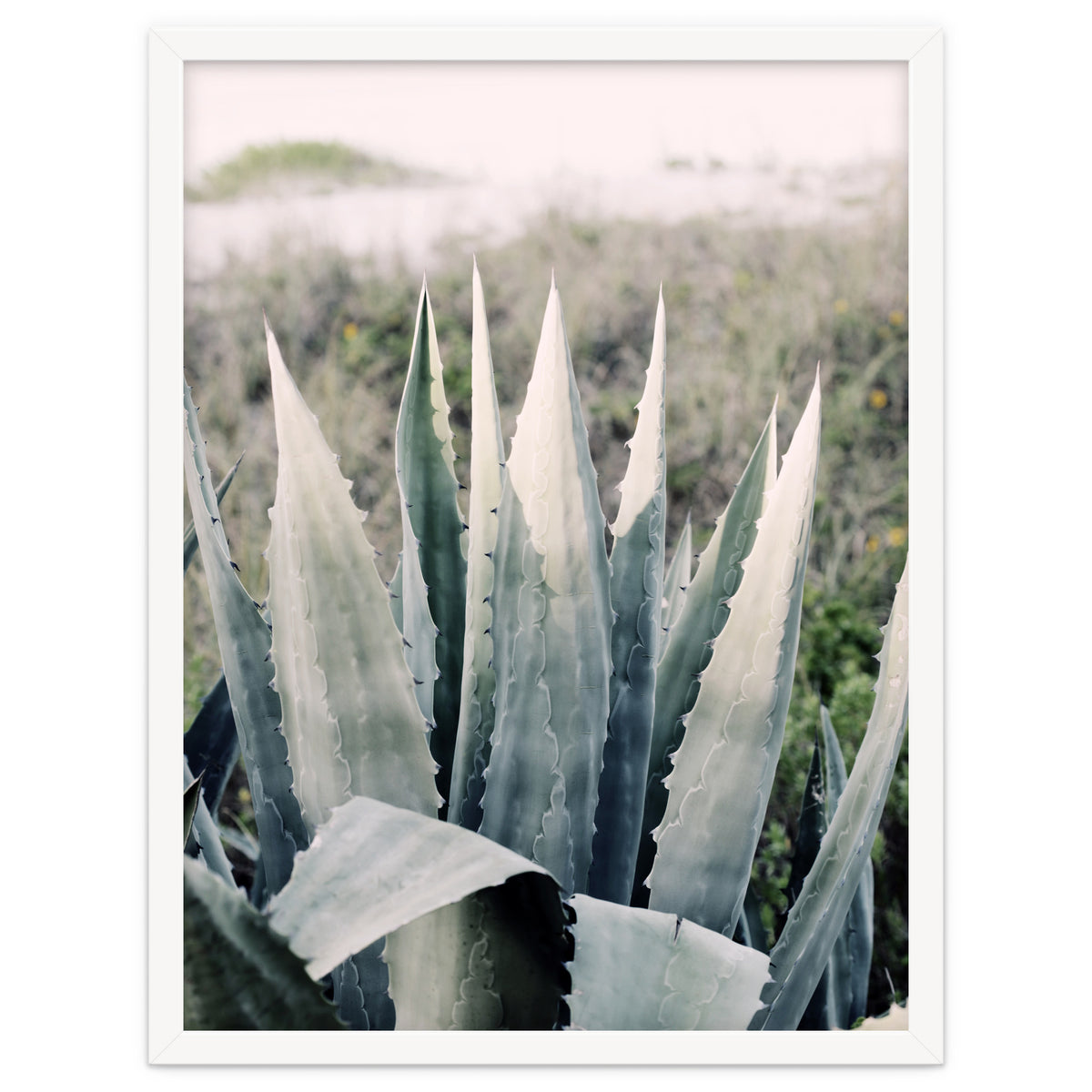 Pale Agave