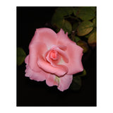 Pink Rose Floral (Print Only) thumbnail