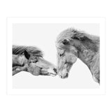 Horse Love in Iceland (Print Only) thumbnail