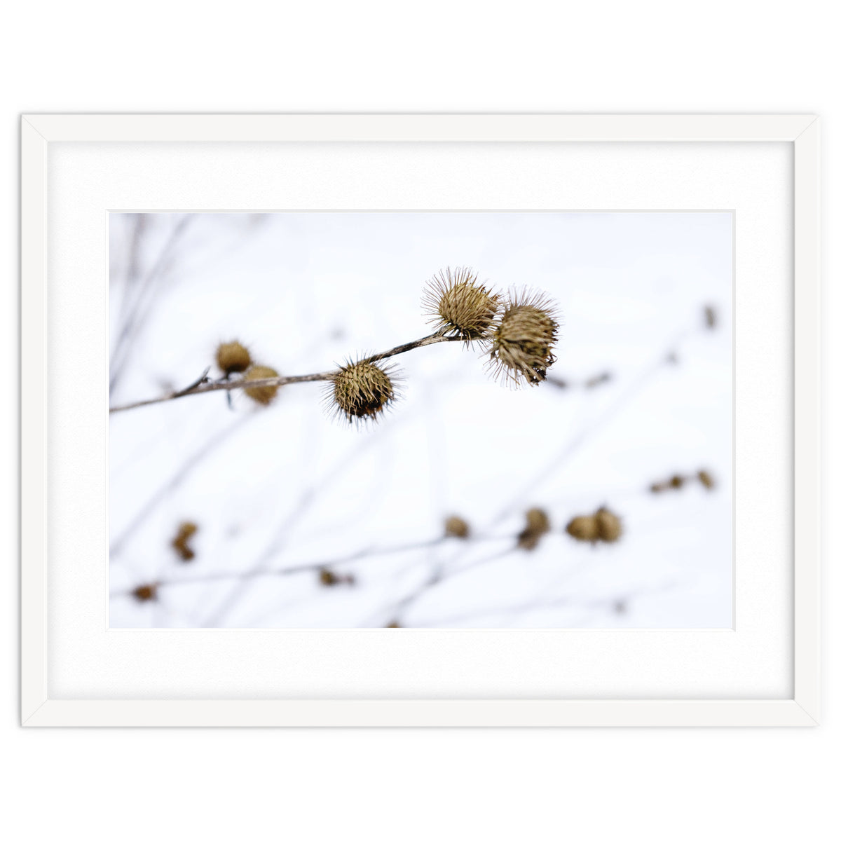 Winter Thistles