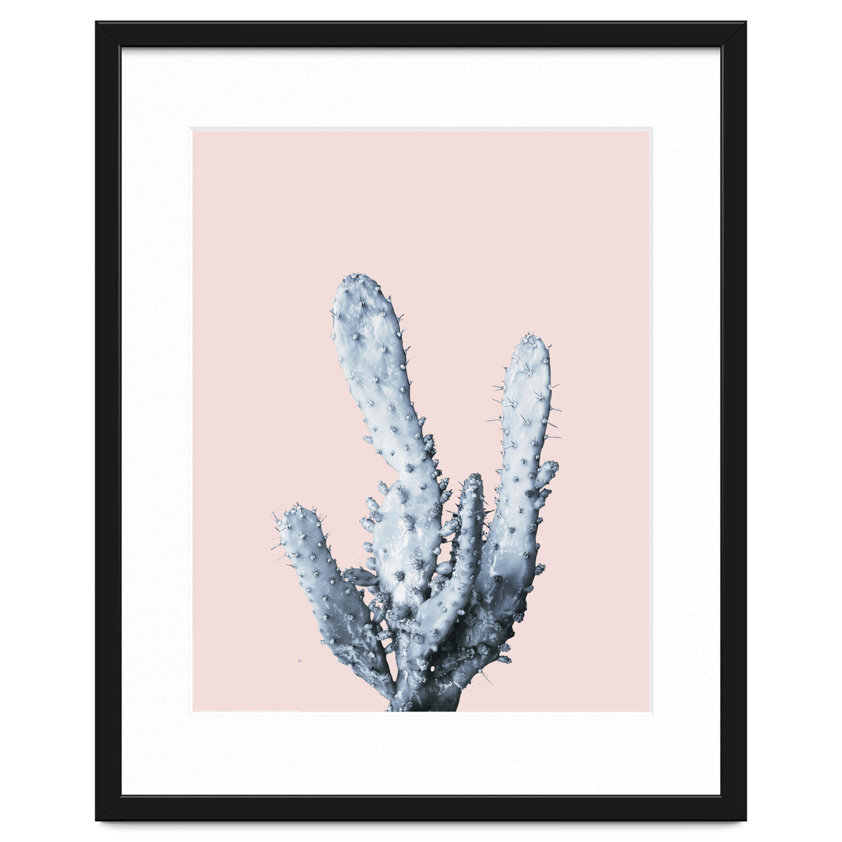 Cactus collection BL-I