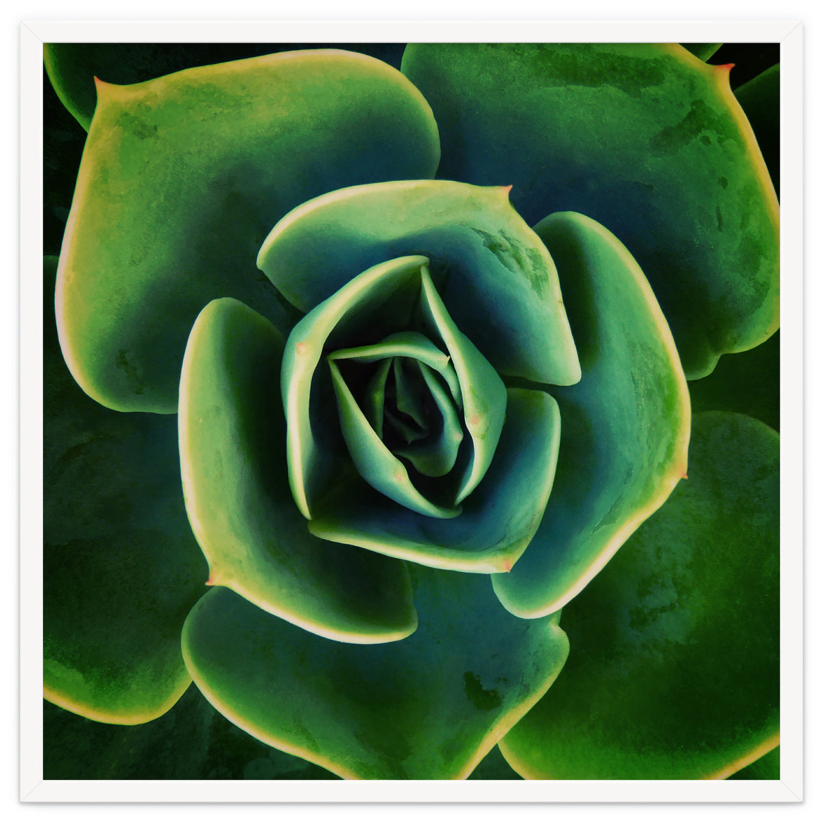 DARKSIDE OF SUCCULENTS XIII