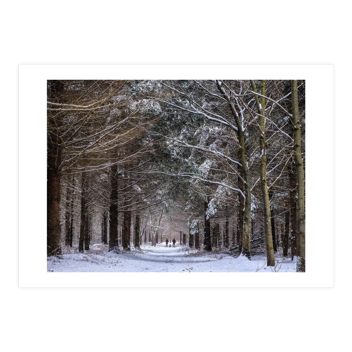 Dog Walkers in the Snow.  Heath Warren - Hampshire (Print Only)