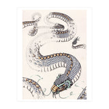 Dream Snake (Print Only) thumbnail