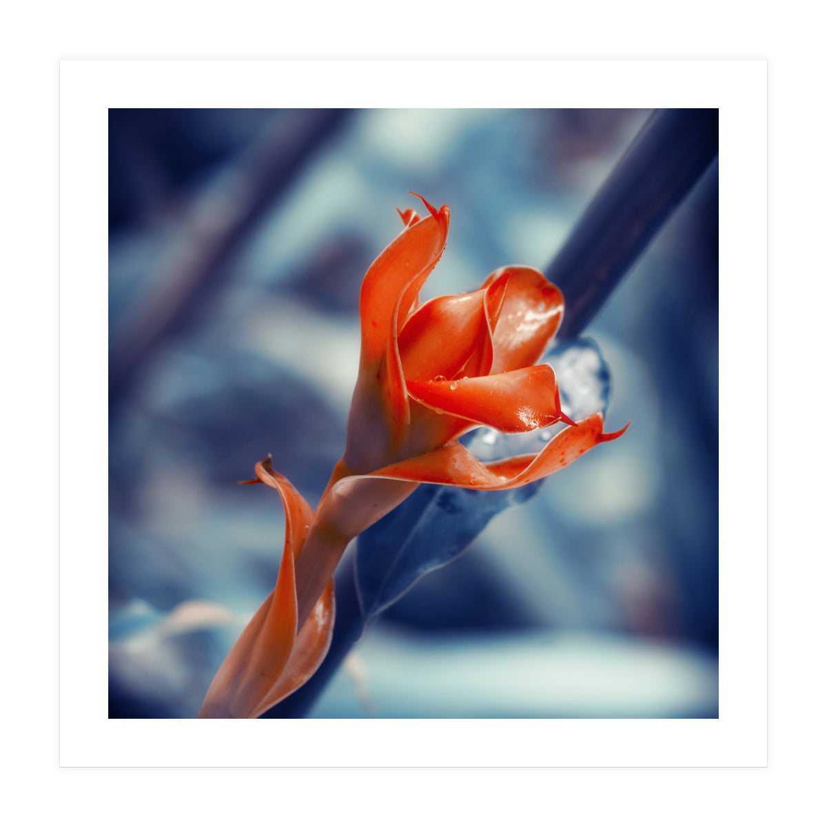 Ginger Flower (Print Only)