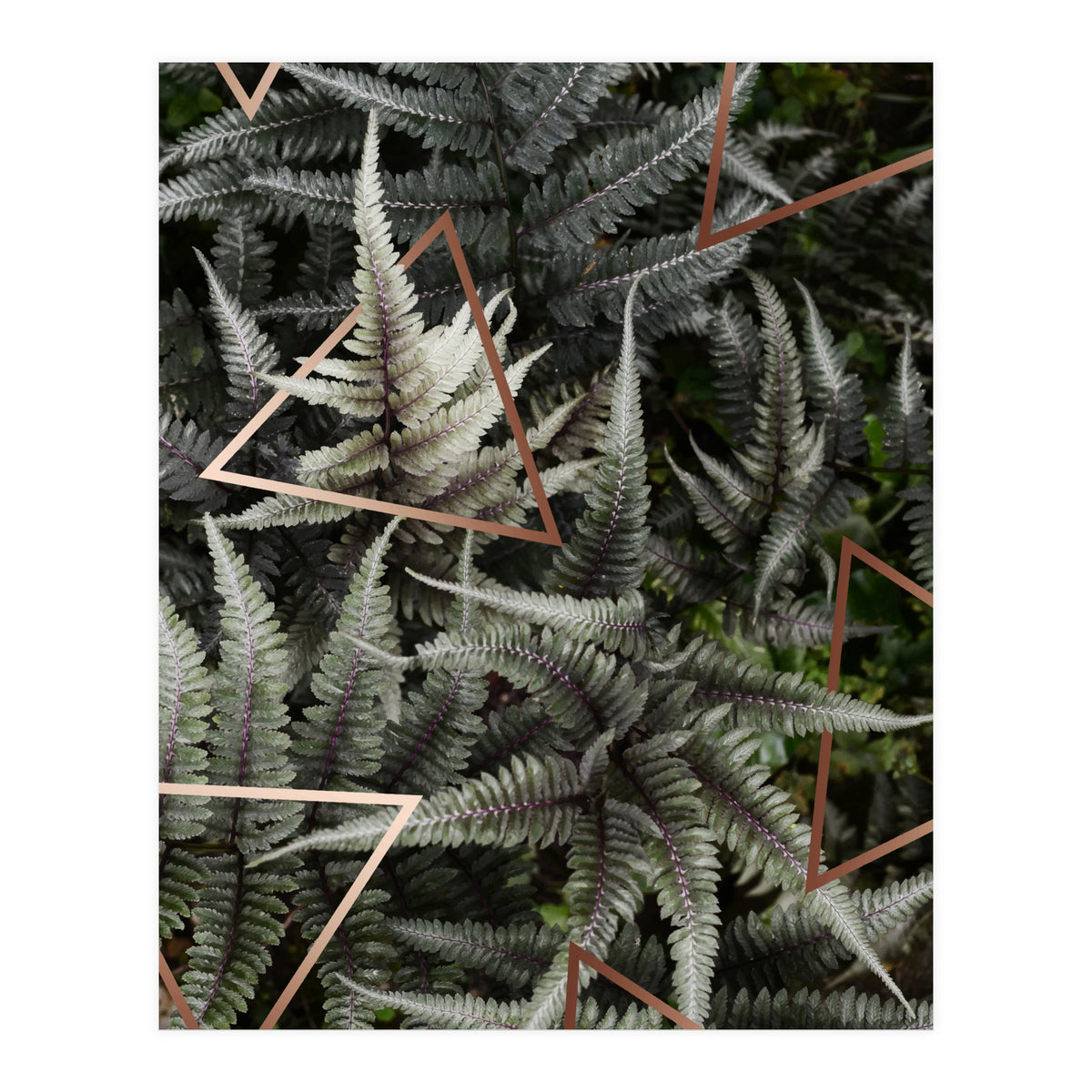 Fern Art (Print Only)